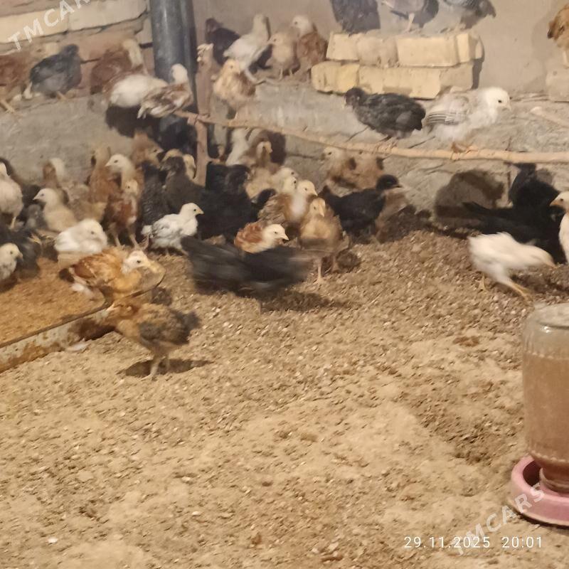 towuk juje - Байрамали - img 3