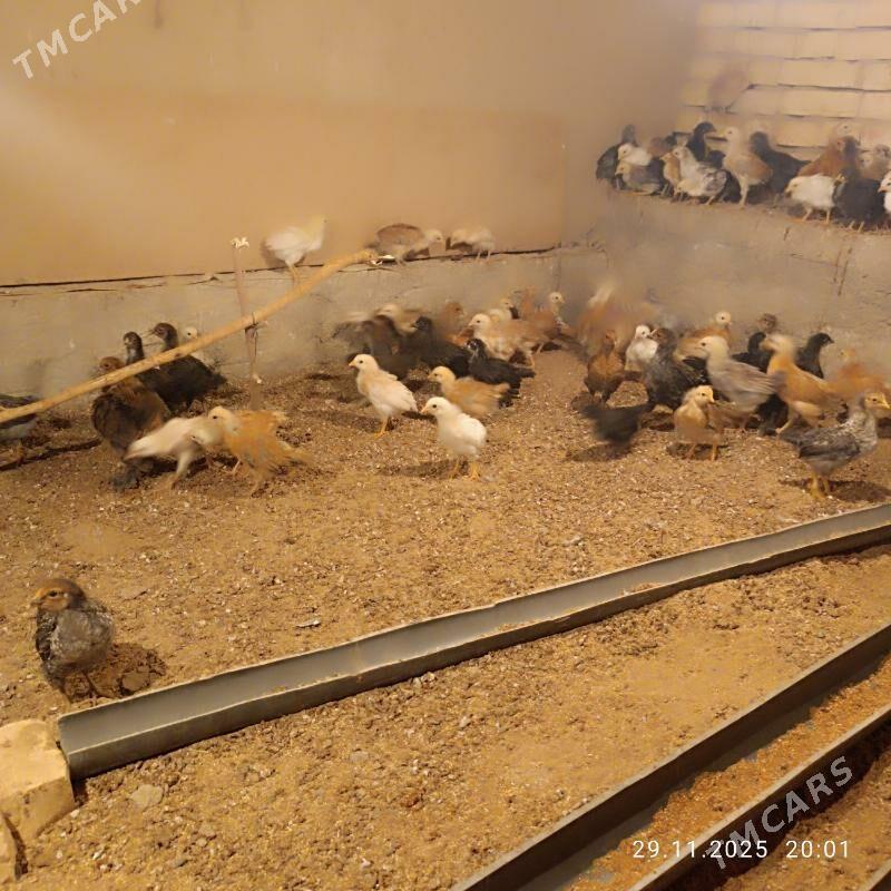 towuk juje - Байрамали - img 5