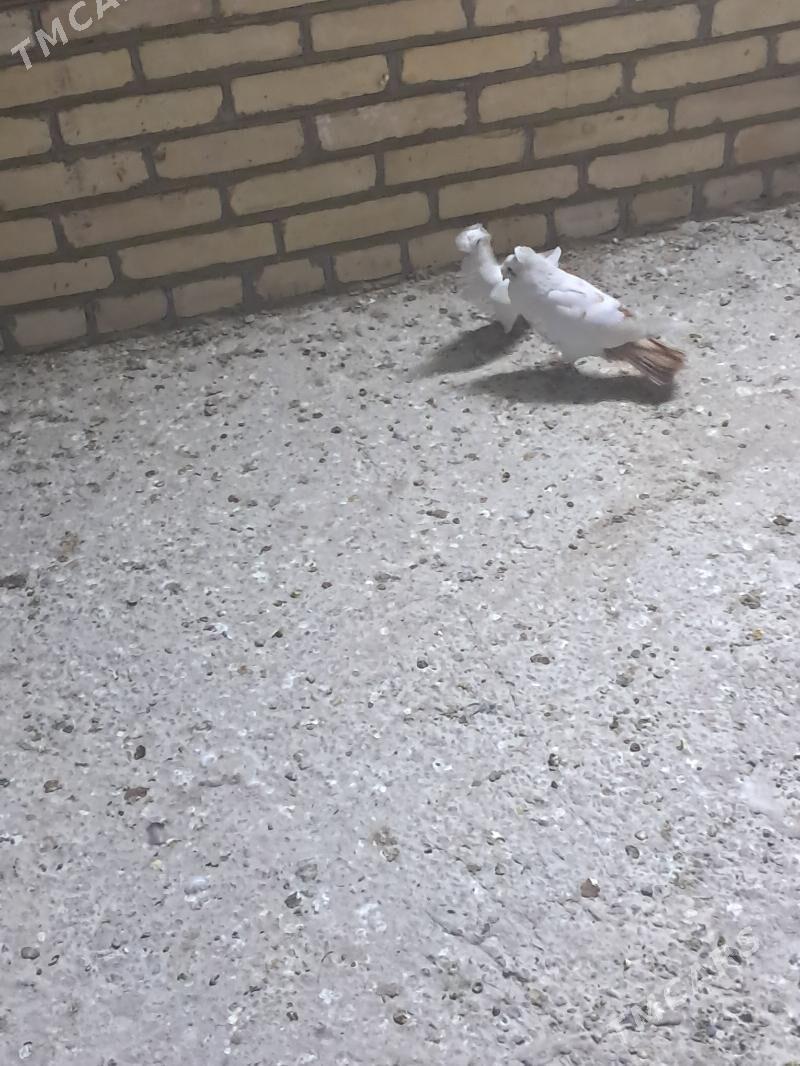 kepter - Туркменабат - img 1