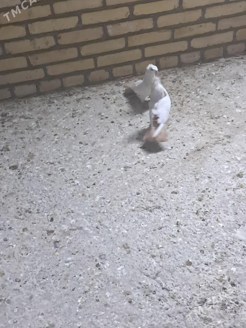 kepter - Туркменабат - img 2