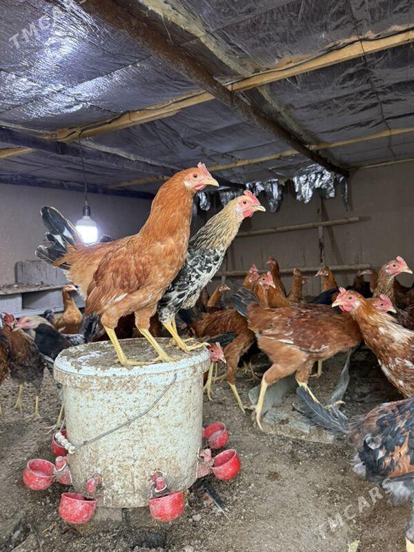 horoz - Ашхабад - img 1