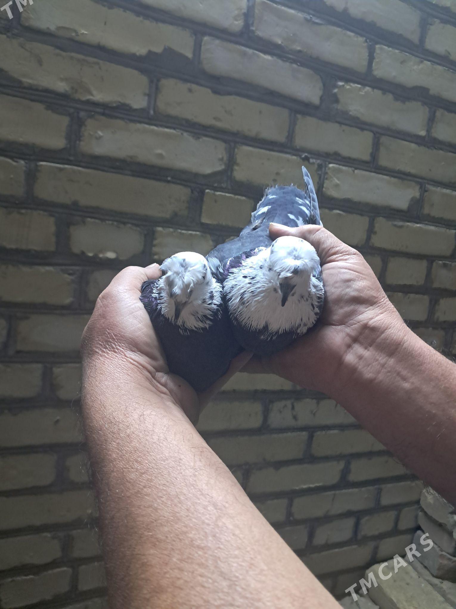 kepter - Туркменабат - img 10