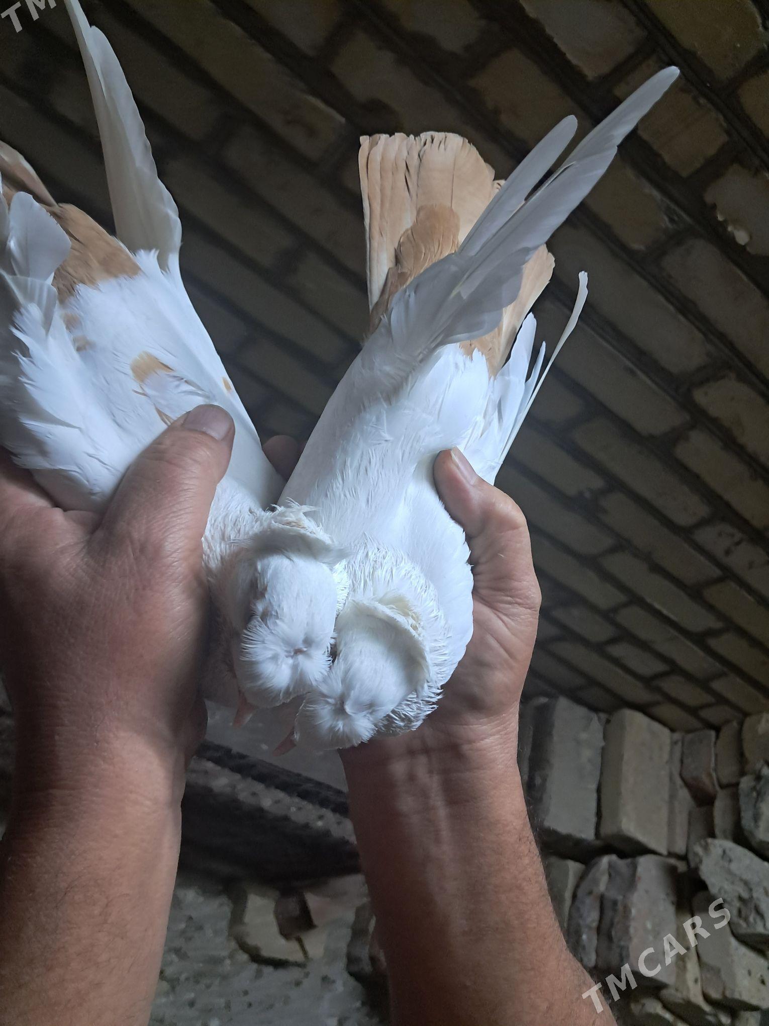 kepter - Туркменабат - img 4