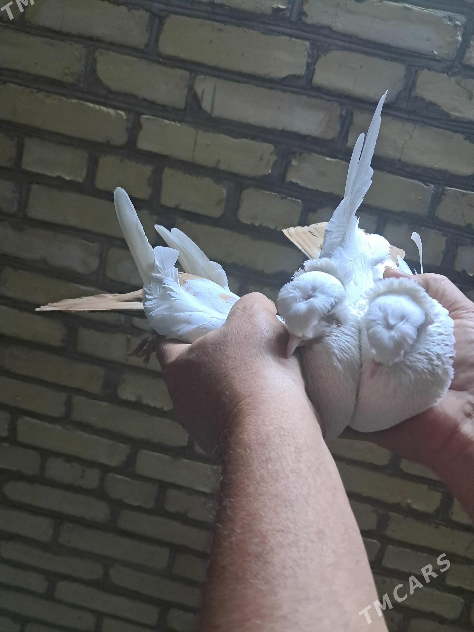 kepter - Туркменабат - img 5