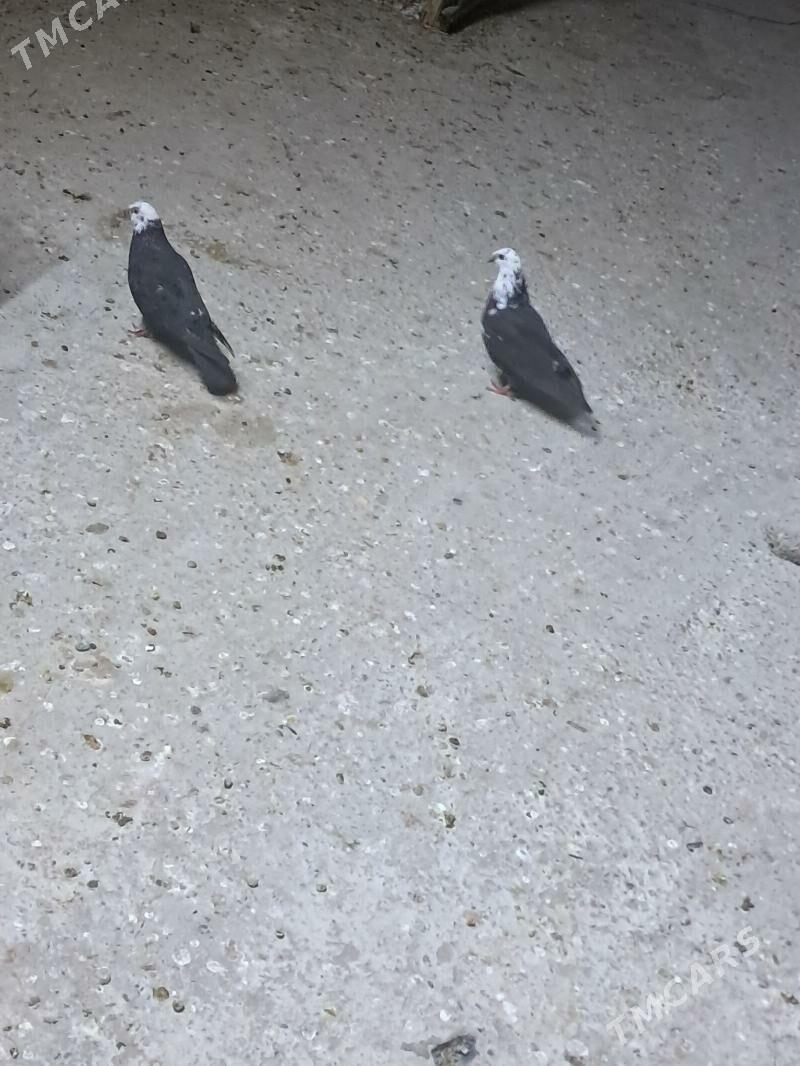 kepter - Туркменабат - img 7