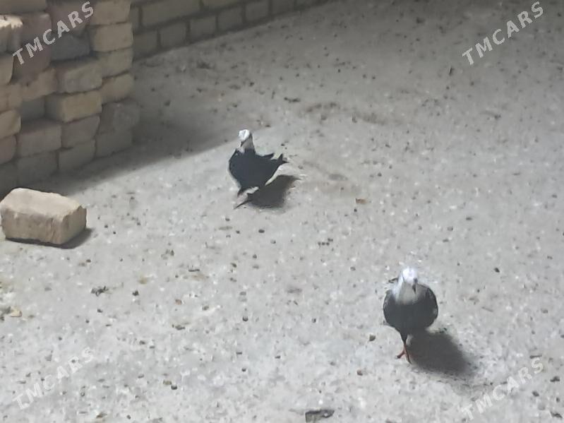 kepter - Туркменабат - img 6