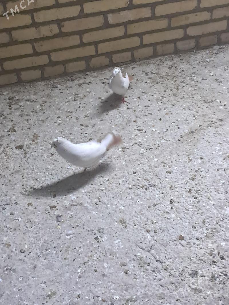 kepter - Туркменабат - img 3