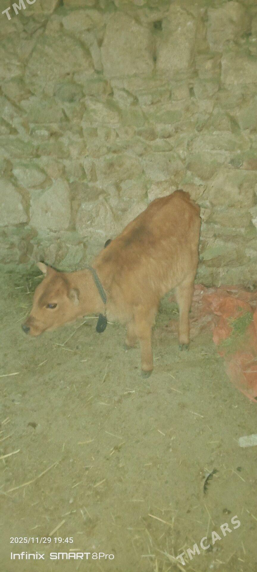 göleli sygyr - Gyzylarbat - img 1