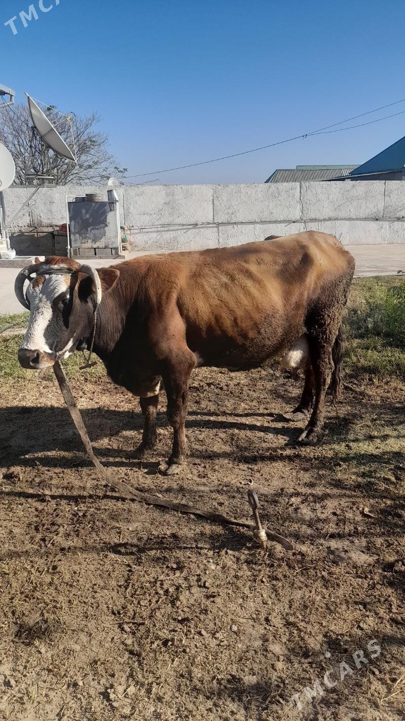 Sygyr - Bagyr - img 3