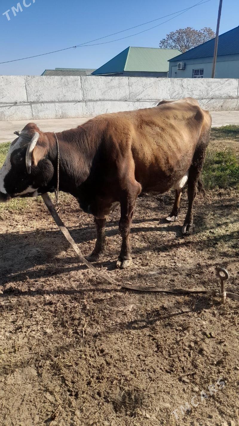 Sygyr - Bagyr - img 2