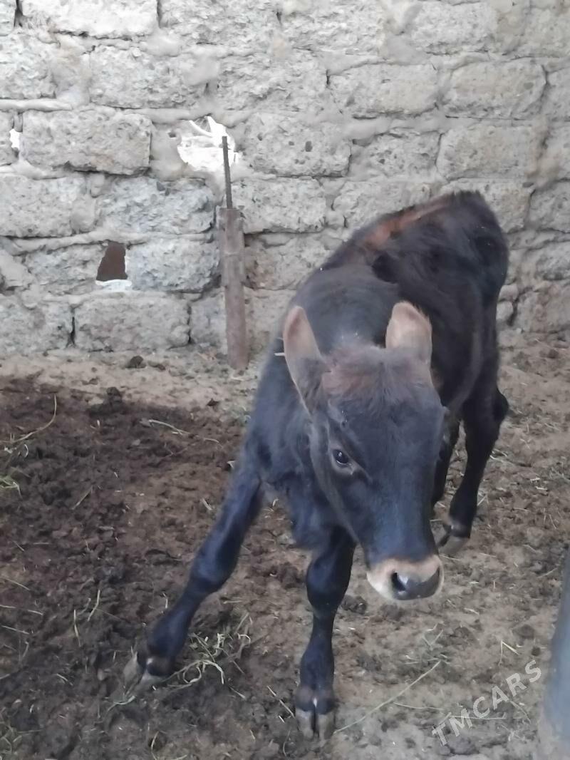 Okuz - Бузмеин ГРЭС - img 4