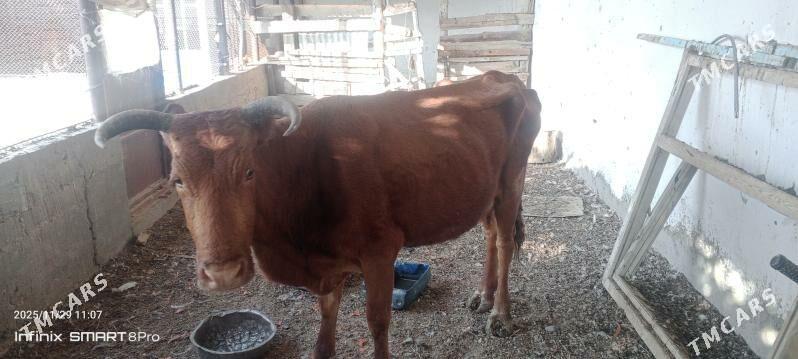 göleli sygyr - Gyzylarbat - img 2