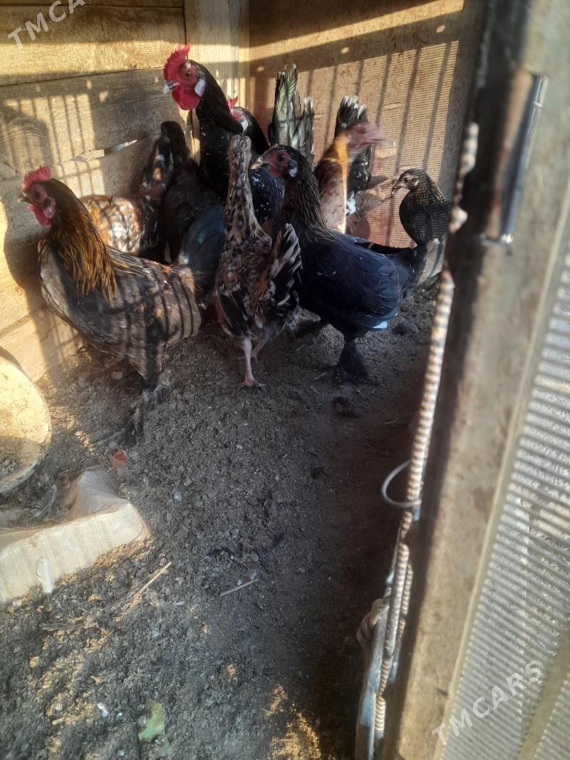 yaponka - Farap - img 2