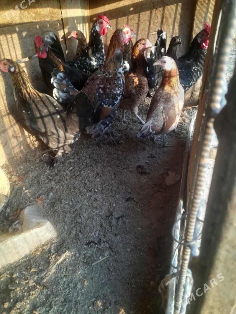 yaponka - Farap - img 5