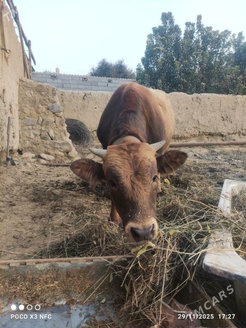 Öküz - Bäherden - img 4