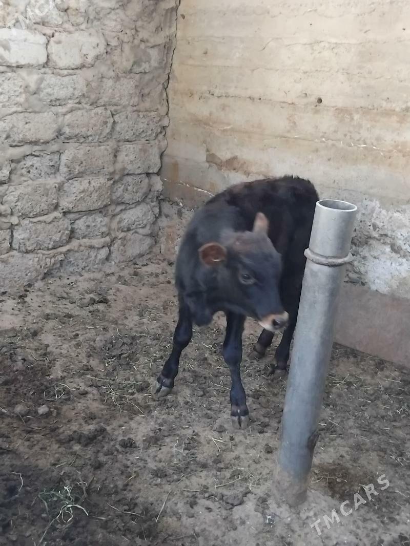 Okuz - Бузмеин ГРЭС - img 2