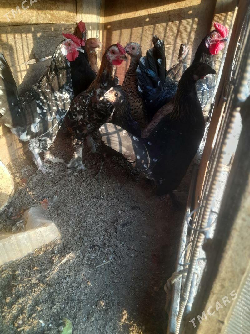 yaponka - Farap - img 3