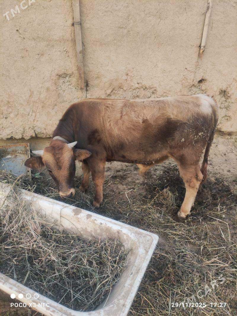 Öküz - Bäherden - img 2