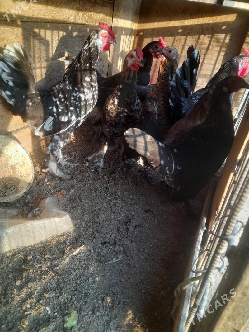 yaponka - Farap - img 6