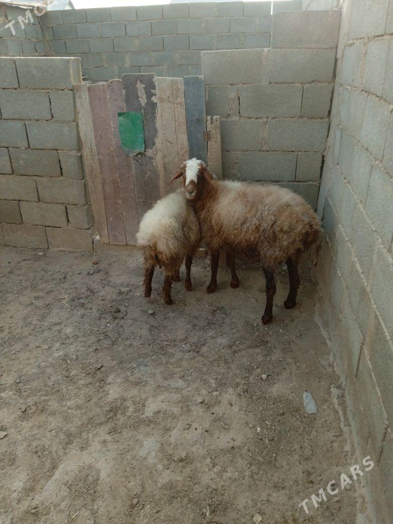 goyun tokly - Туркменбаши - img 2