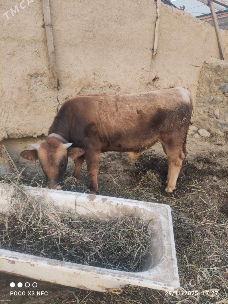 Öküz - Bäherden - img 5