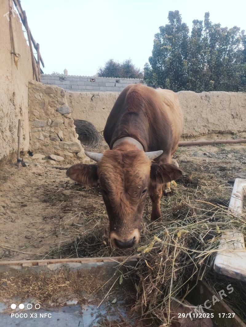 Öküz - Bäherden - img 3