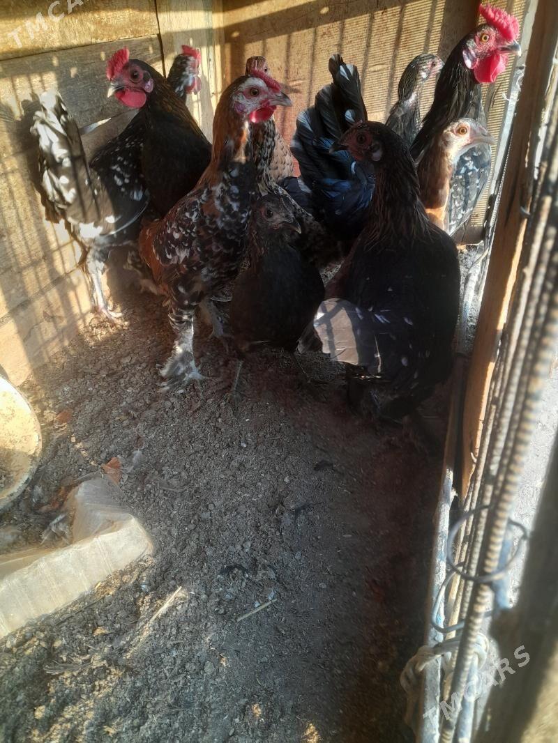 yaponka - Farap - img 4