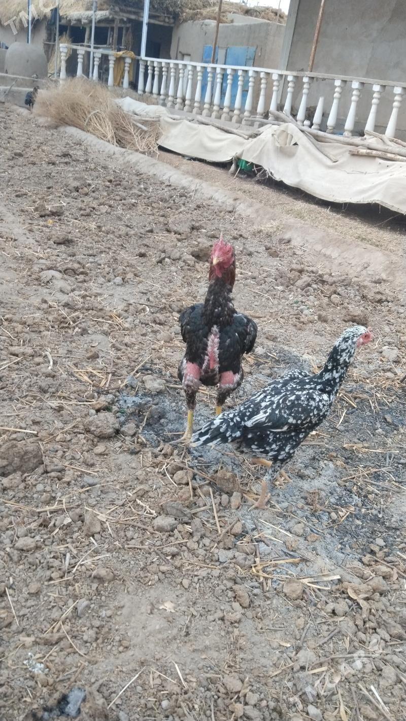 dakan horaz - Гурбансолтан Едже - img 3