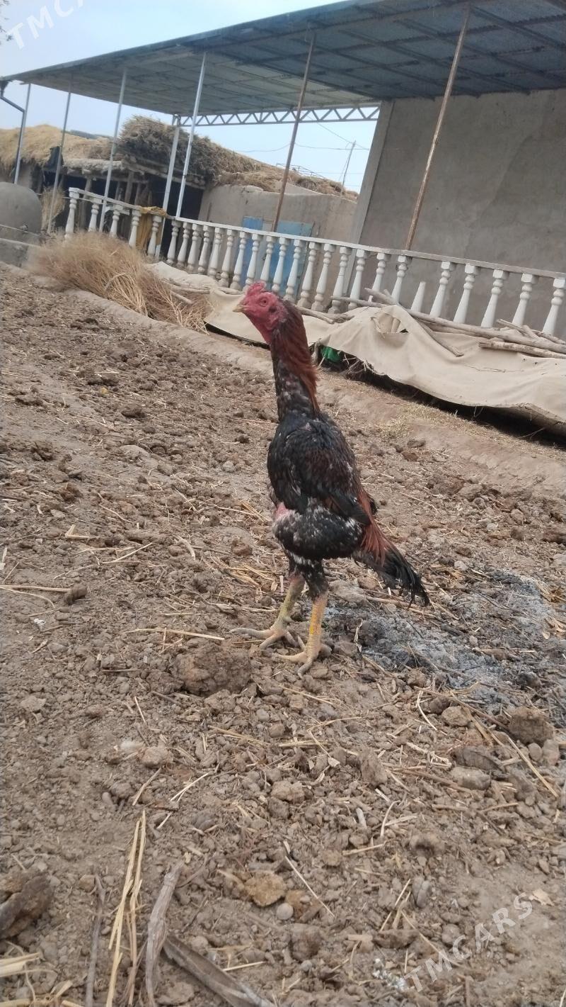 dakan horaz - Гурбансолтан Едже - img 6