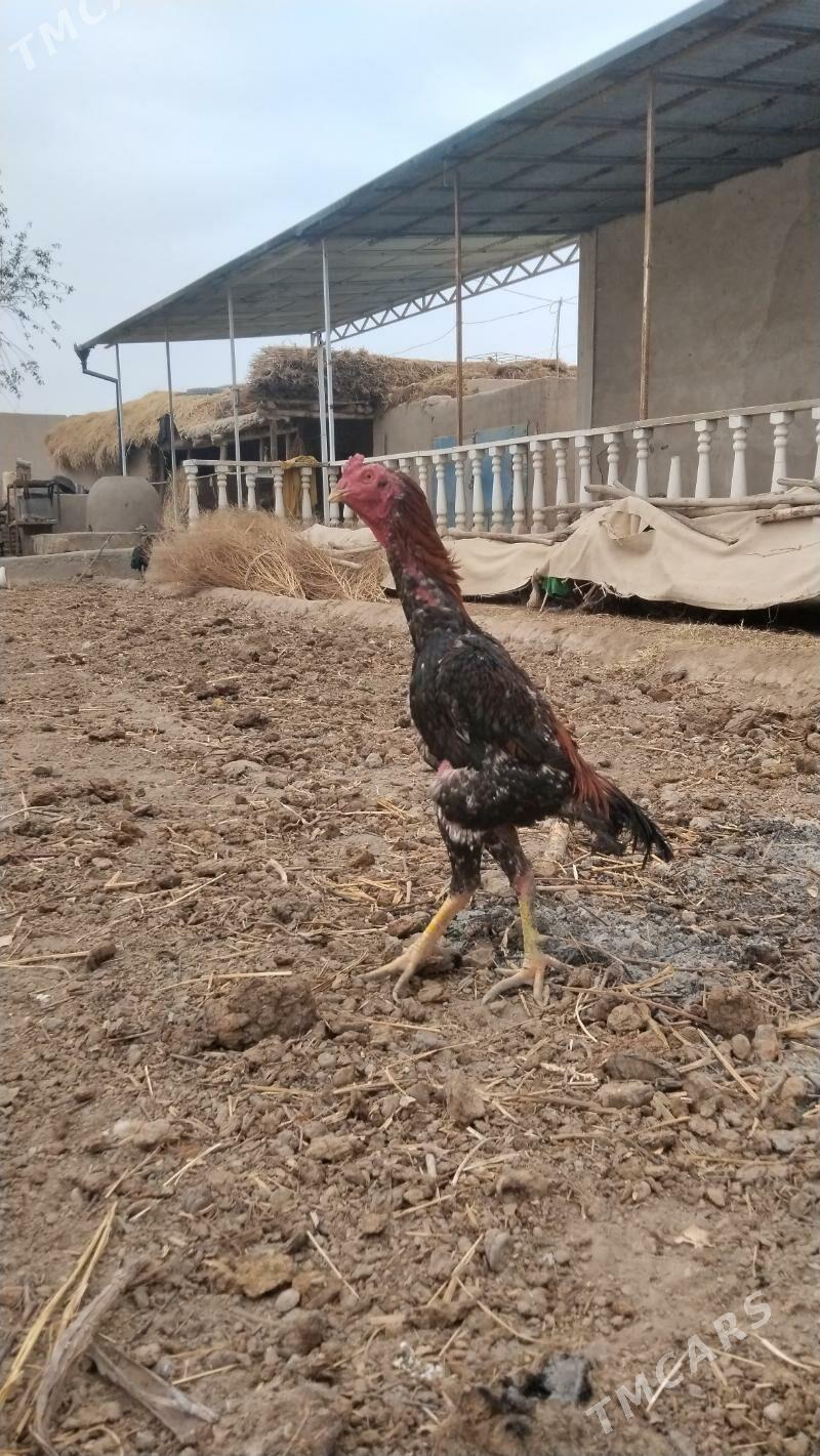 dakan horaz - Гурбансолтан Едже - img 4