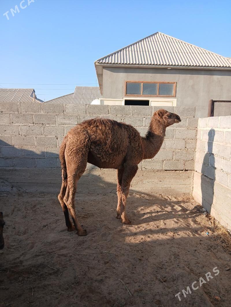 torum - Гумдаг - img 3