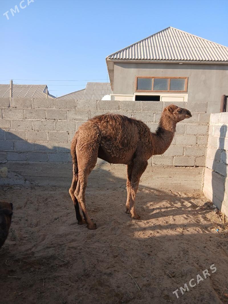 torum - Гумдаг - img 2