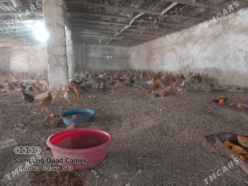 Товук жуже - Бахарден - img 3