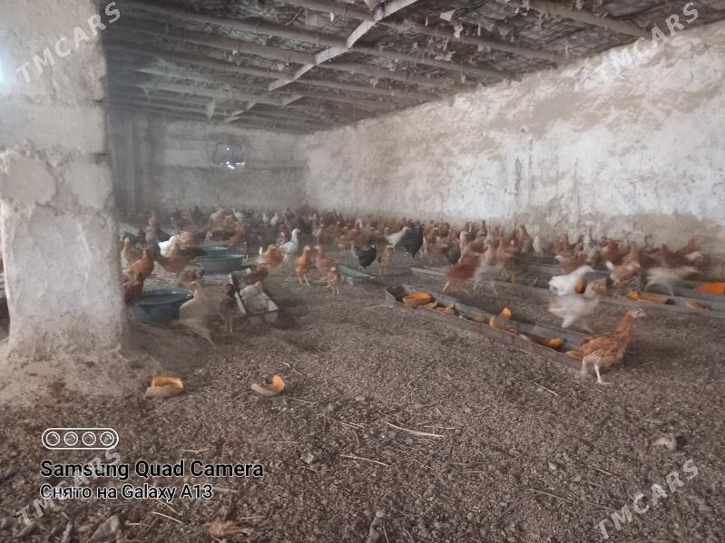 Товук жуже - Бахарден - img 1