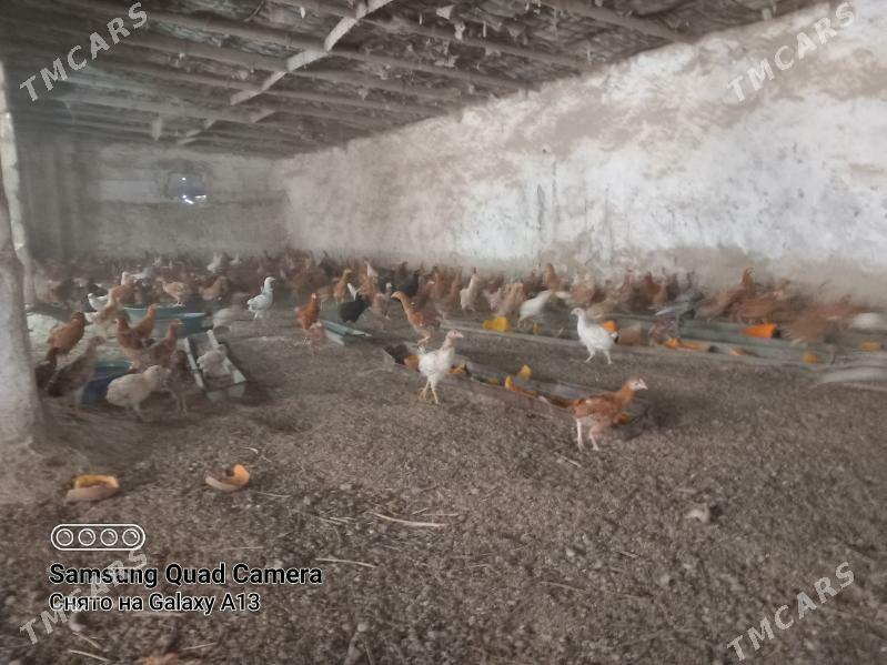 Товук жуже - Бахарден - img 2