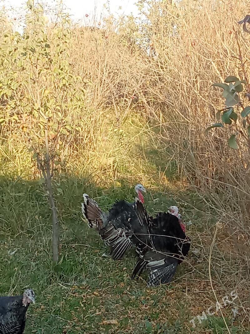 induska - Kaka - img 4