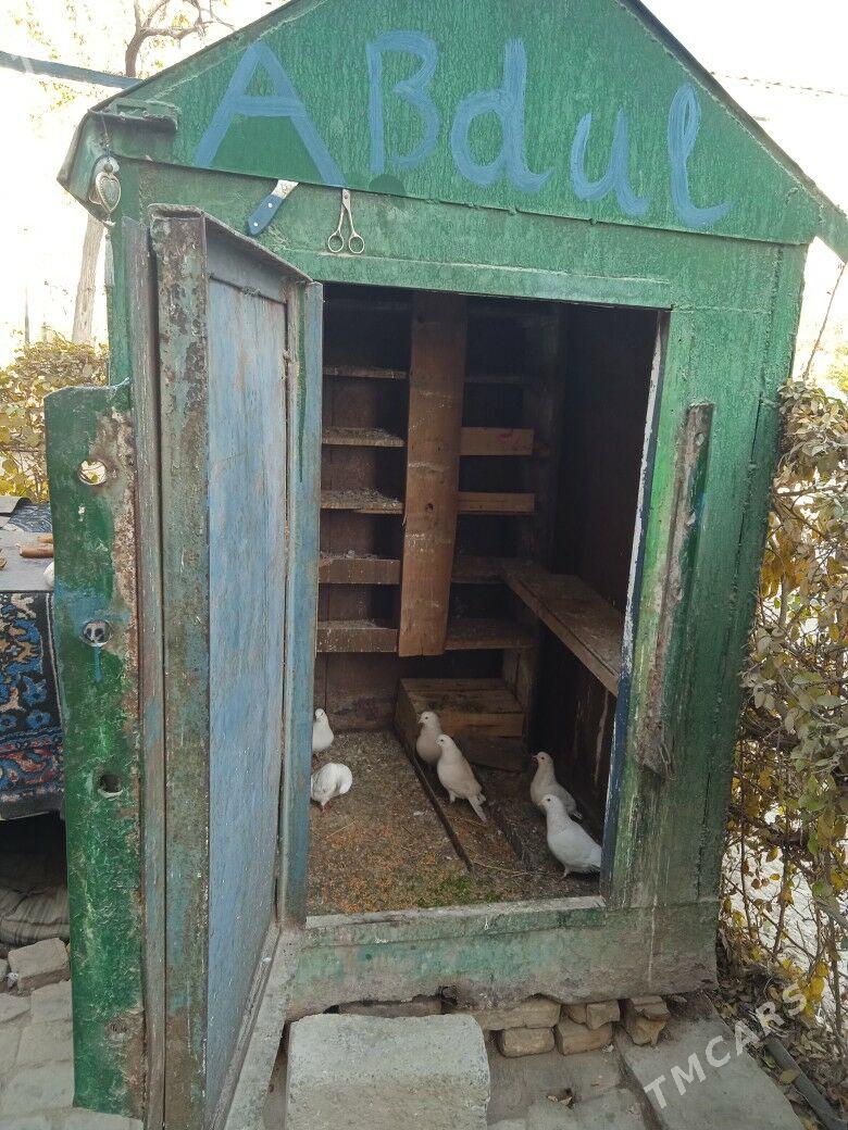 ketek - Туркменабат - img 4