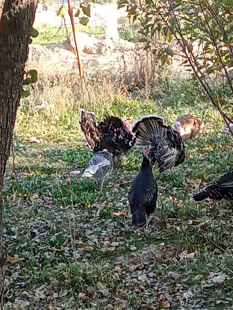 induska - Kaka - img 2