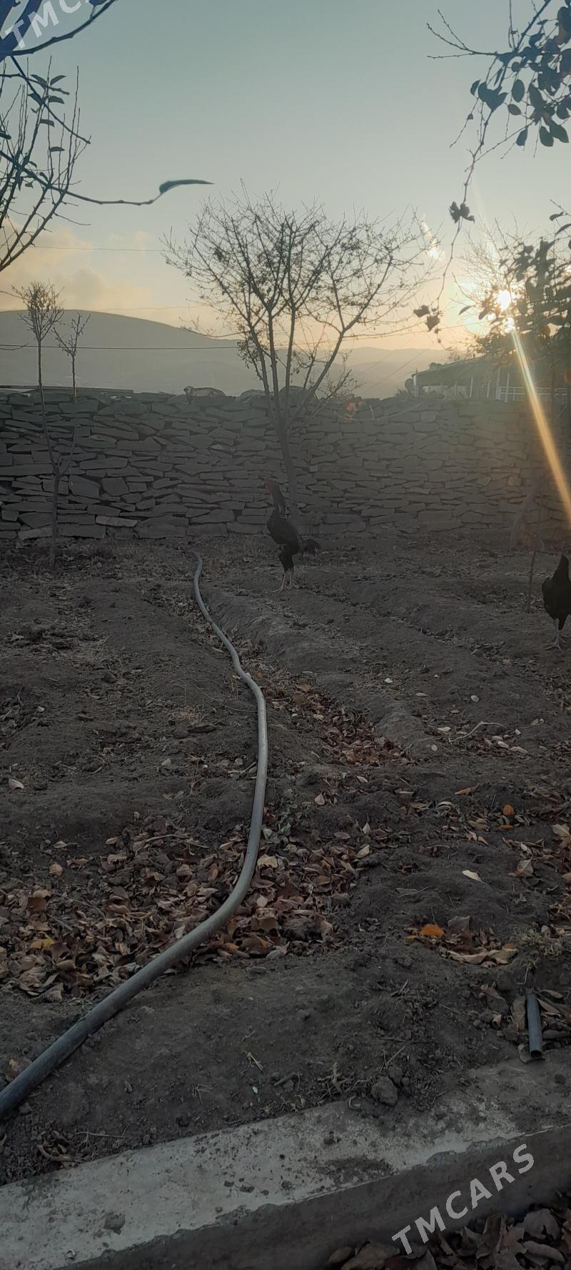 taşkent horoz - Бахарден - img 2