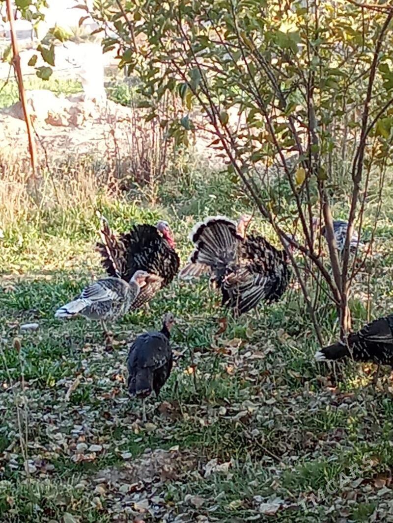 induska - Kaka - img 1