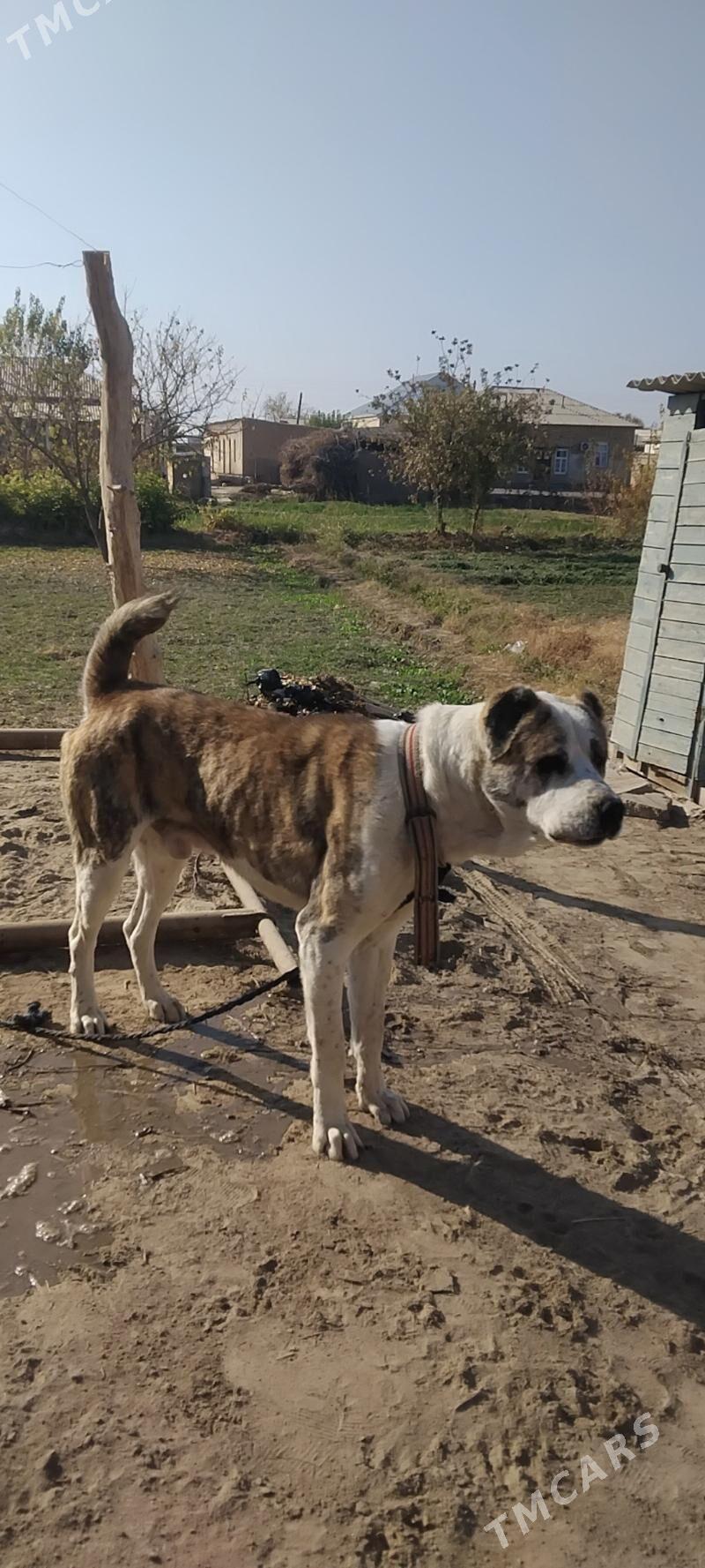 Han - Wekilbazar - img 5