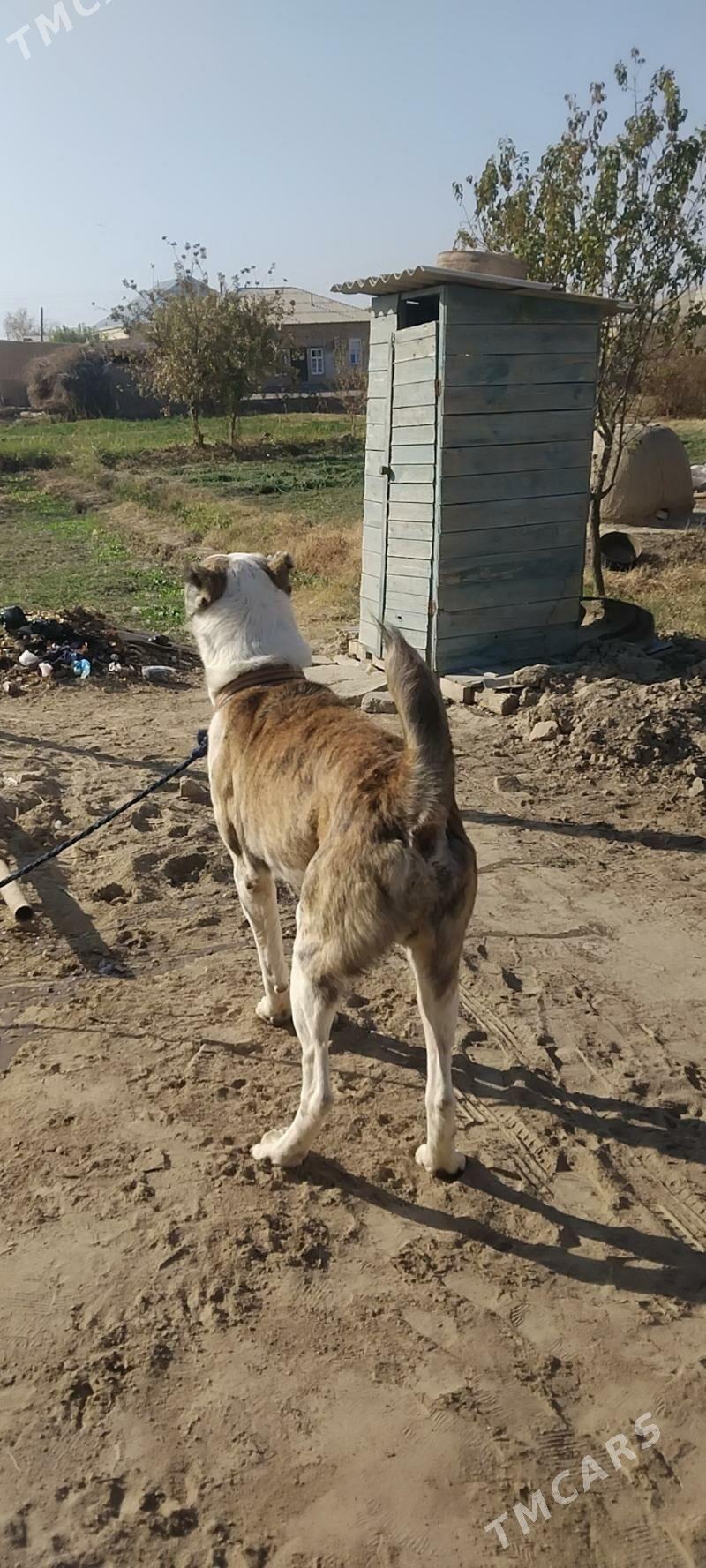 Han - Wekilbazar - img 6