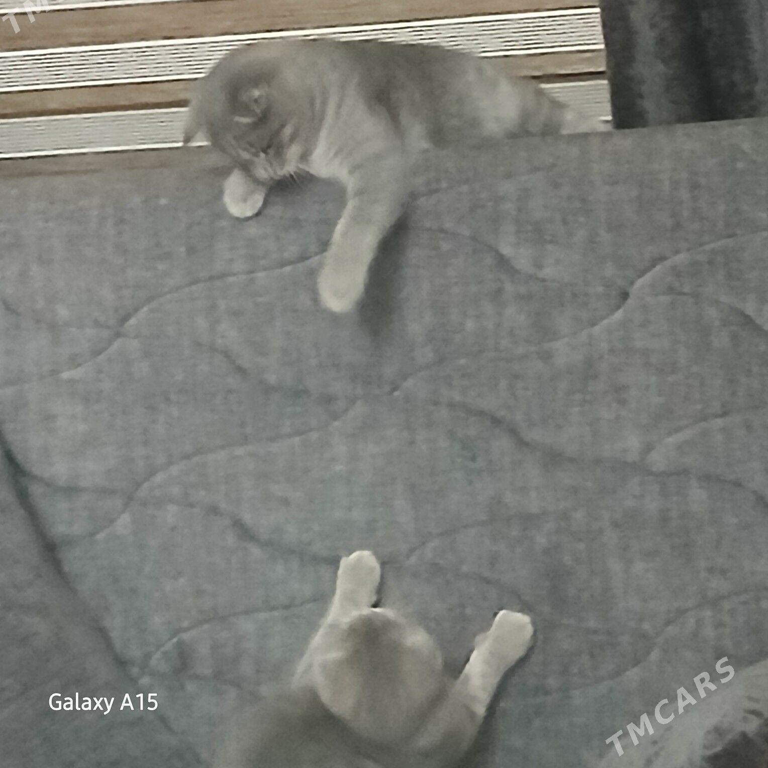 пишик - Туркменабат - img 2