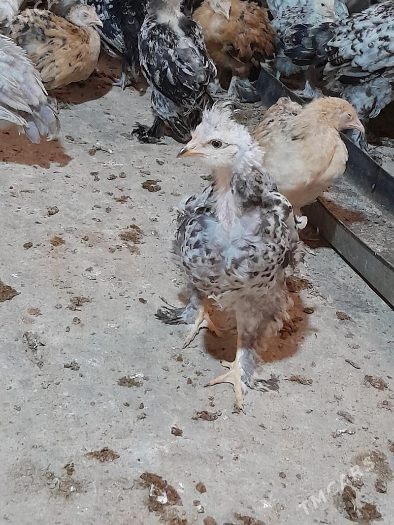 Bulgar jüýjeler - Теджен - img 1