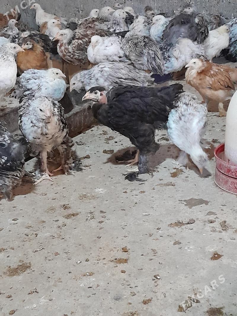 Bulgar  jüýjeler - Теджен - img 2