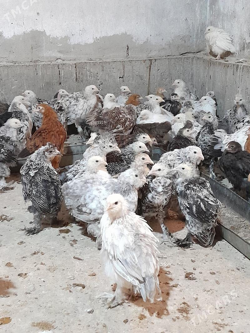 Bulgar  jüýjeler - Теджен - img 3