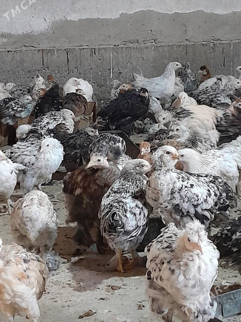 Bulgar  jüýjeler - Теджен - img 4