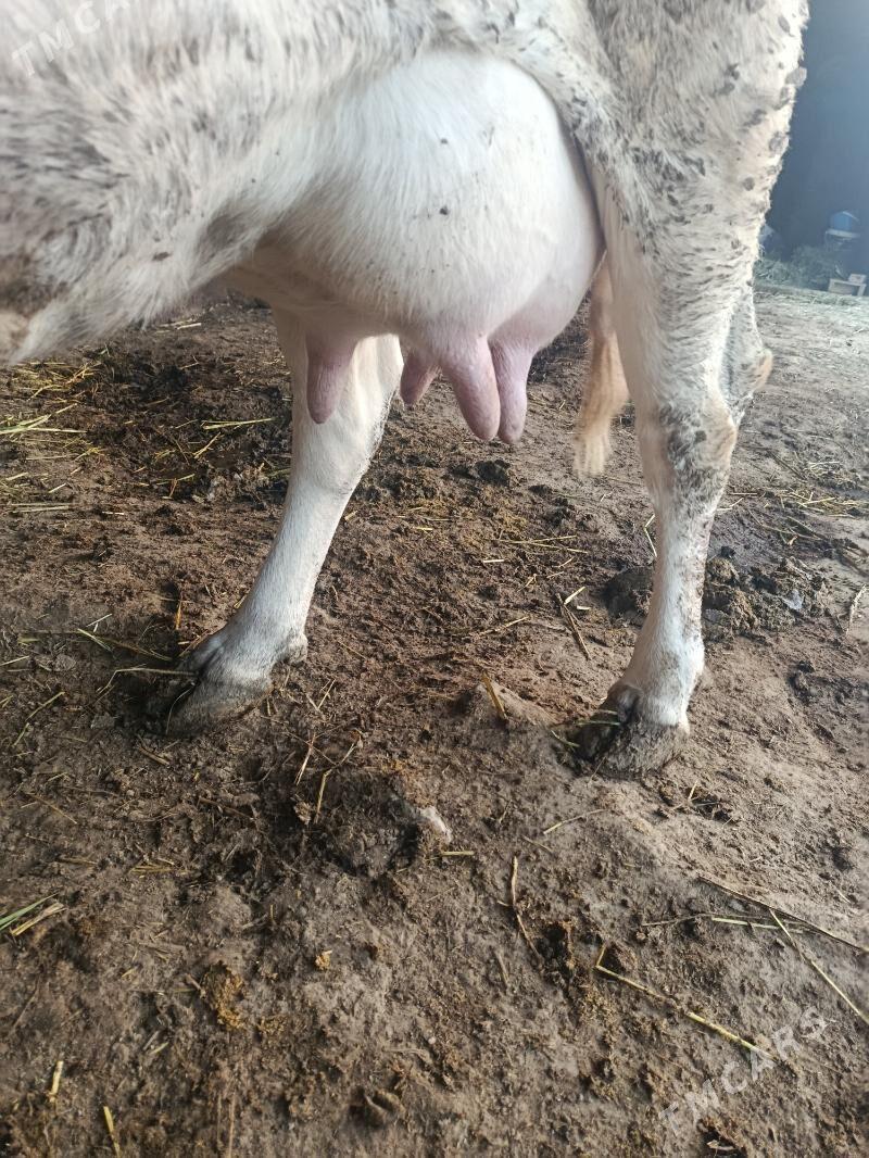 göleli sygyr - Анев - img 2