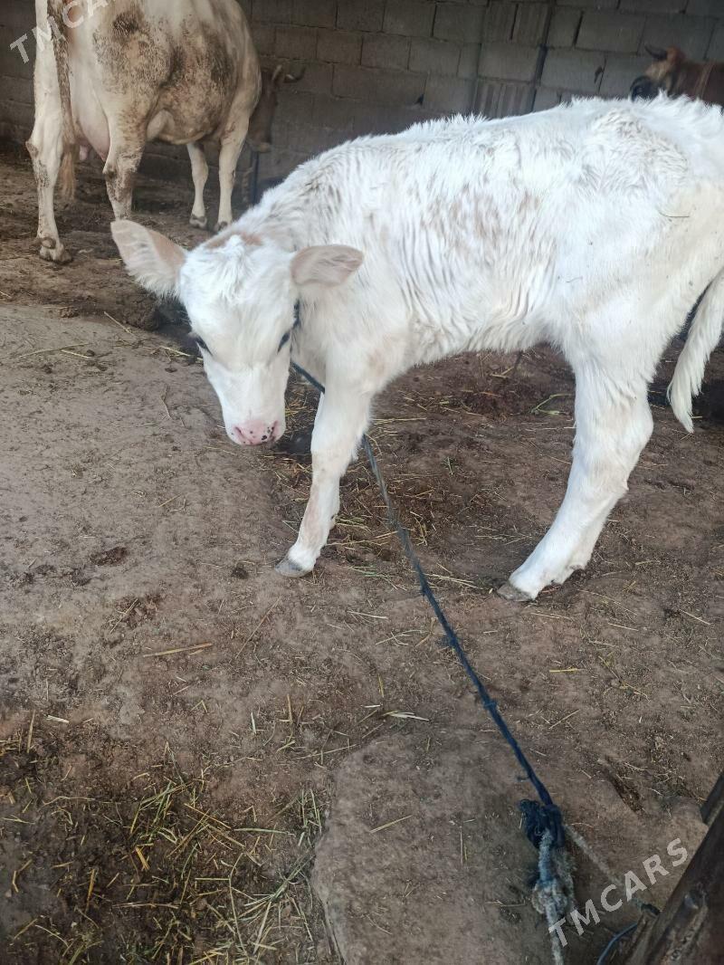 göleli sygyr - Анев - img 4