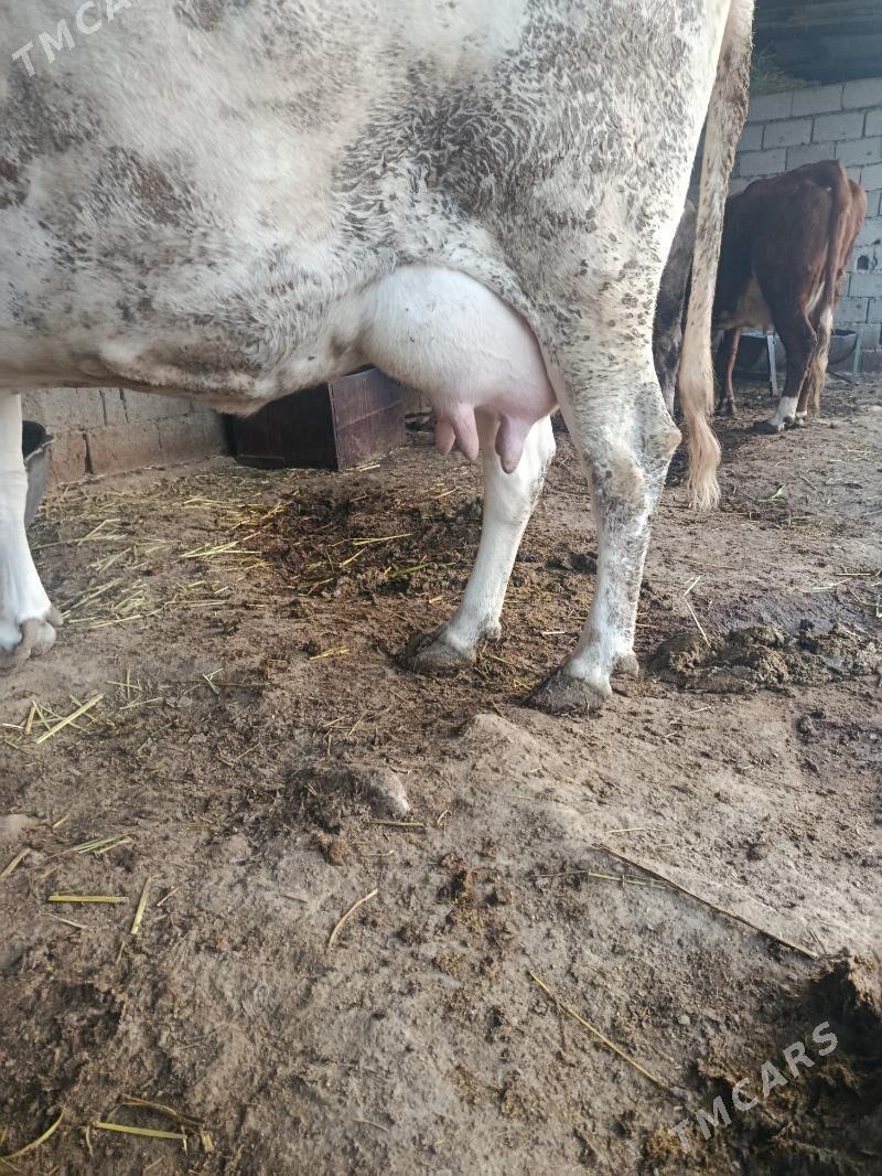 göleli sygyr - Анев - img 3